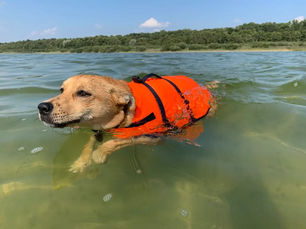 Hund mit an Bord - eine Schwimmweste darf im Gepäck nicht fehlen